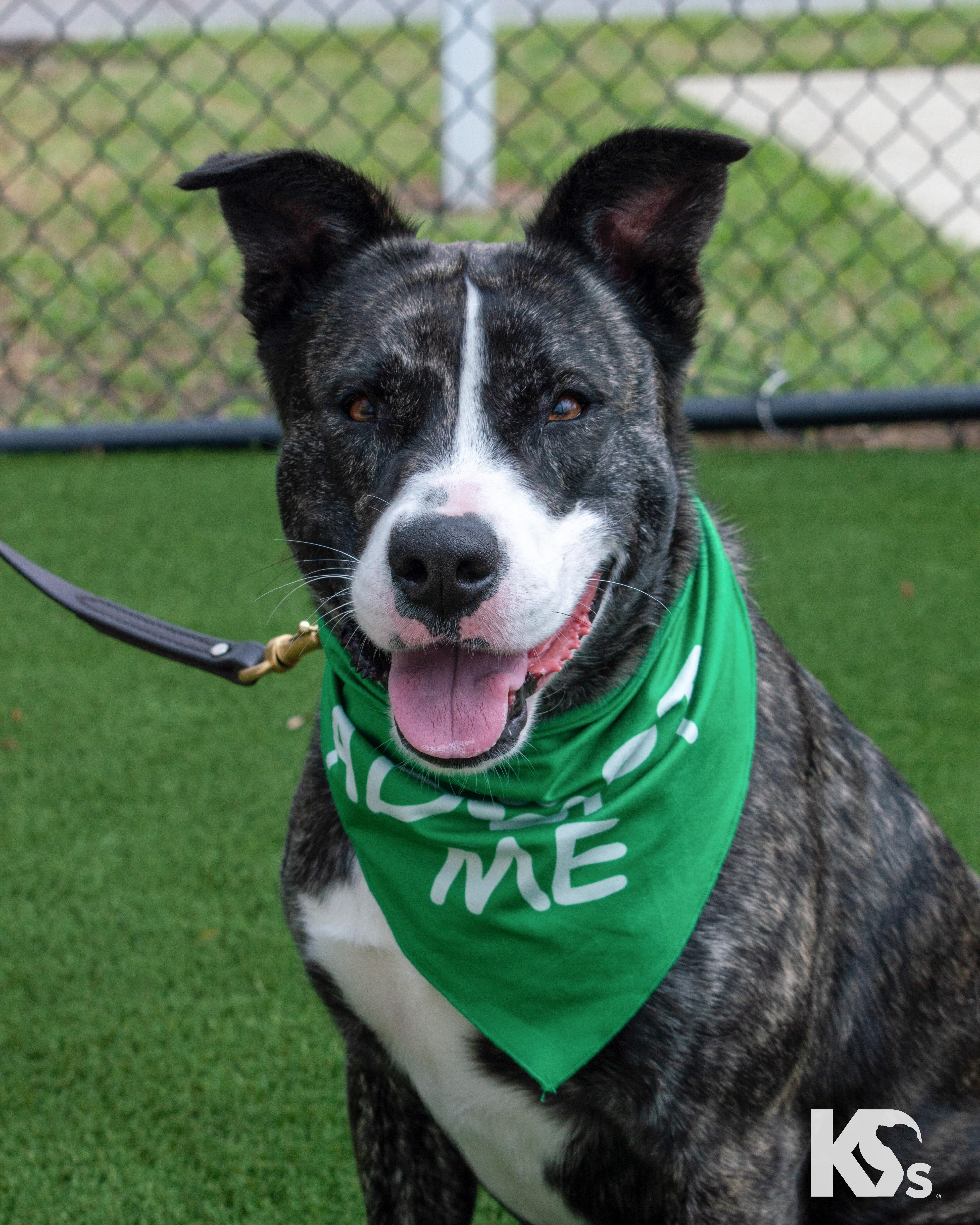 Enlarge Denali, a ADOPTABLE mixed breed in Ponte Vedra, FL image 1/6