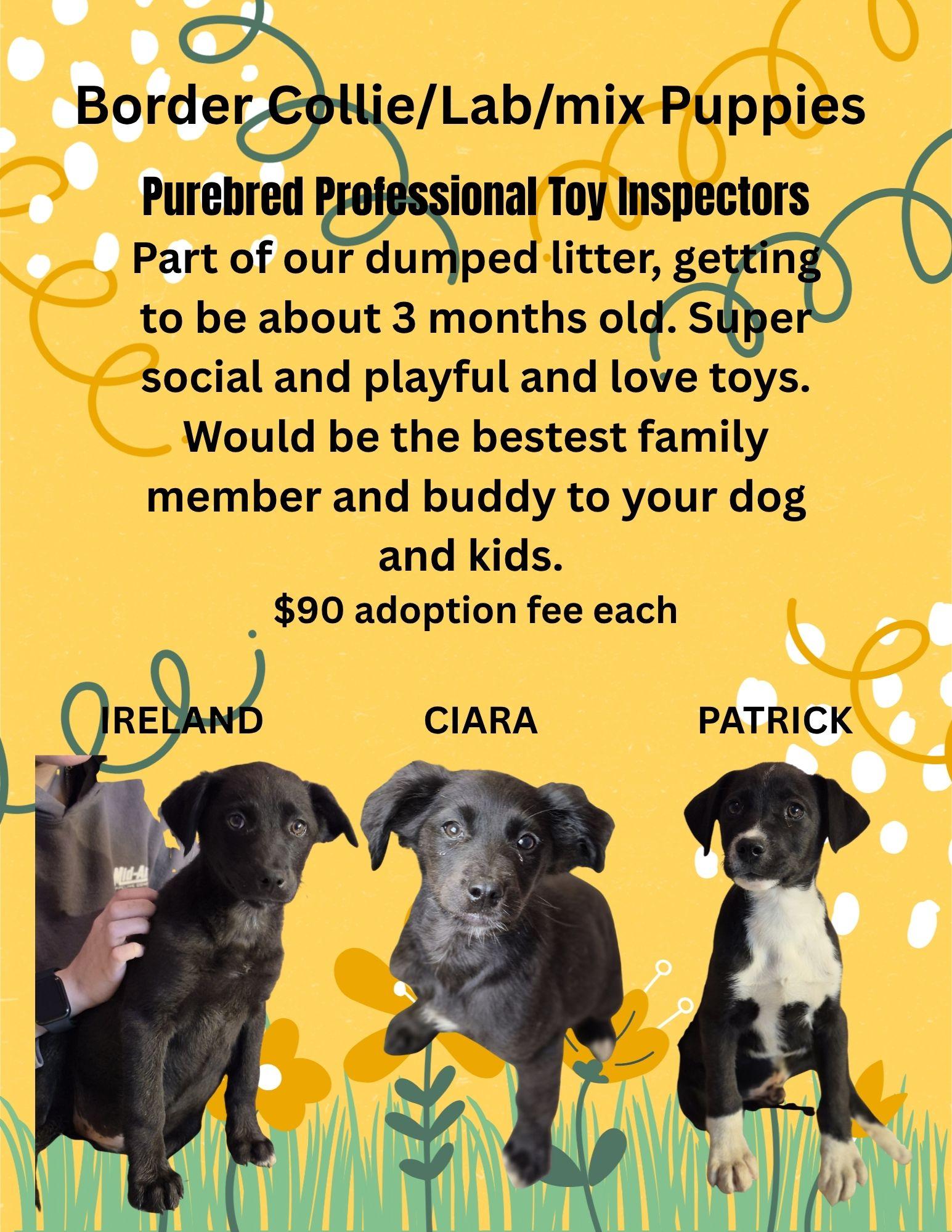 BORDER COLLIE MIX LITTER, ADOPTABLE, Puppy Female Border Collie.