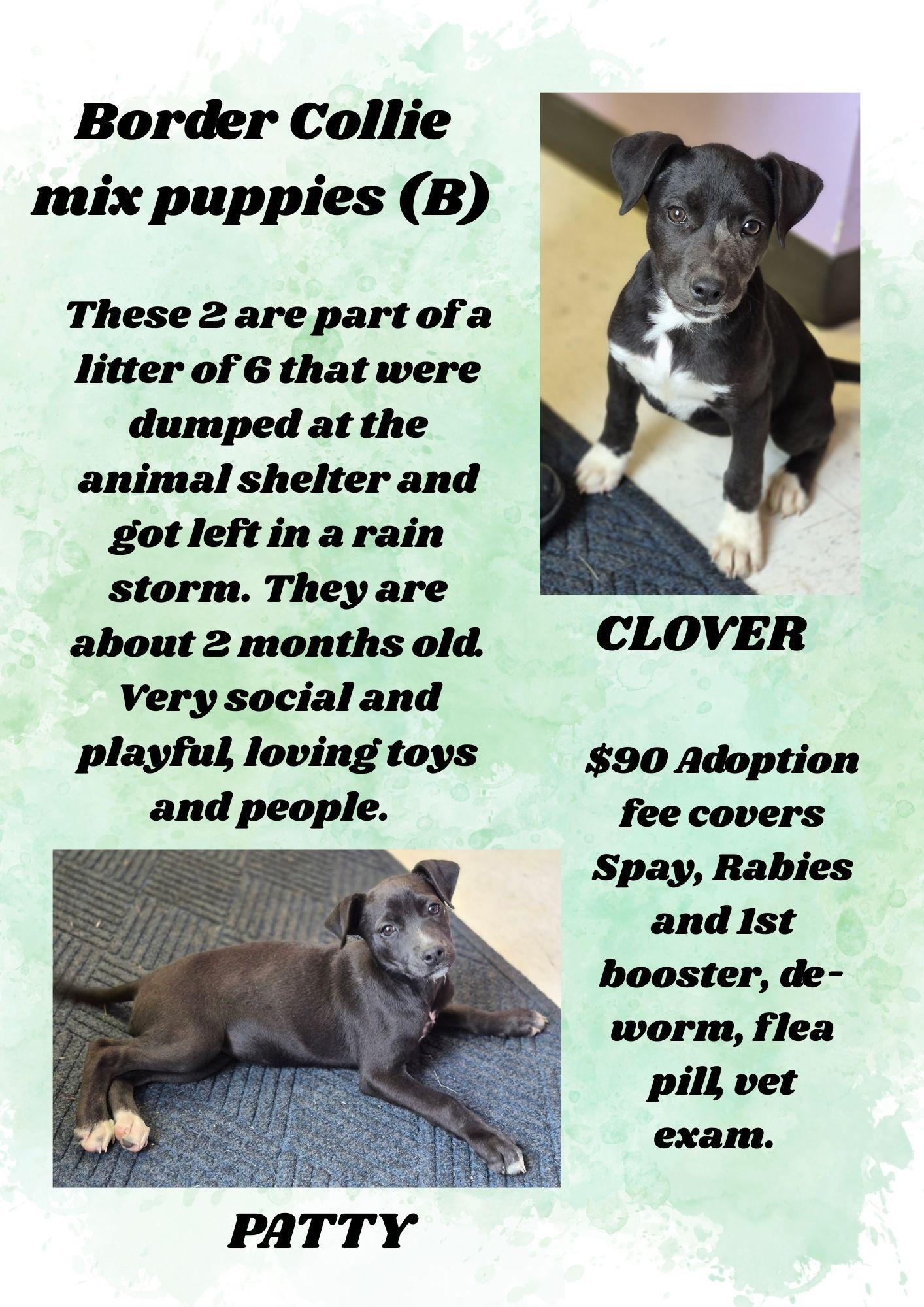 BORDER COLLIE MIX LITTER, ADOPTABLE, Puppy Female Border Collie.