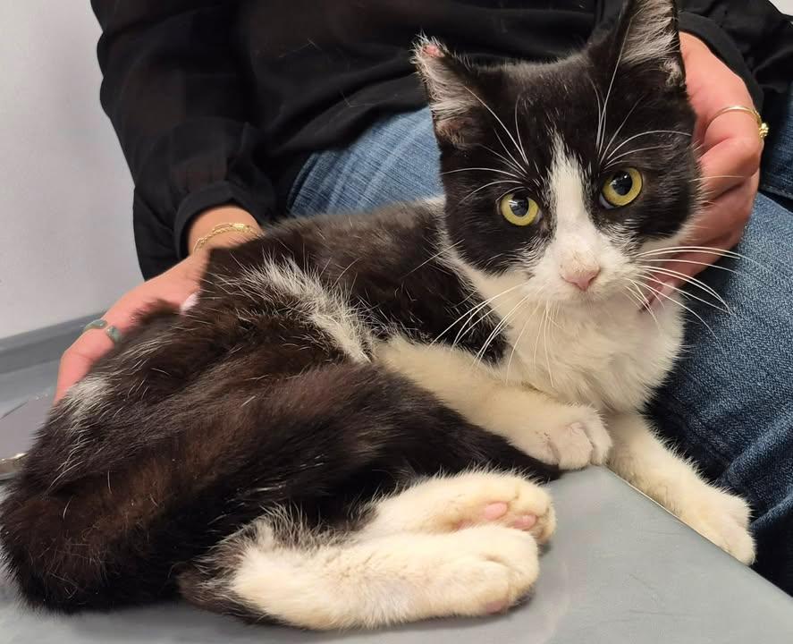 Pepe Le Pew, adopted, Kitten Male Domestic Short Hair.