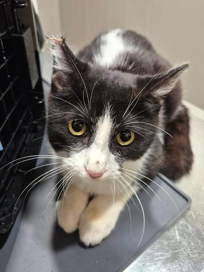 Enlarge Pepe Le Pew, an adopted Domestic Short Hair in College Station, TX image 3/3