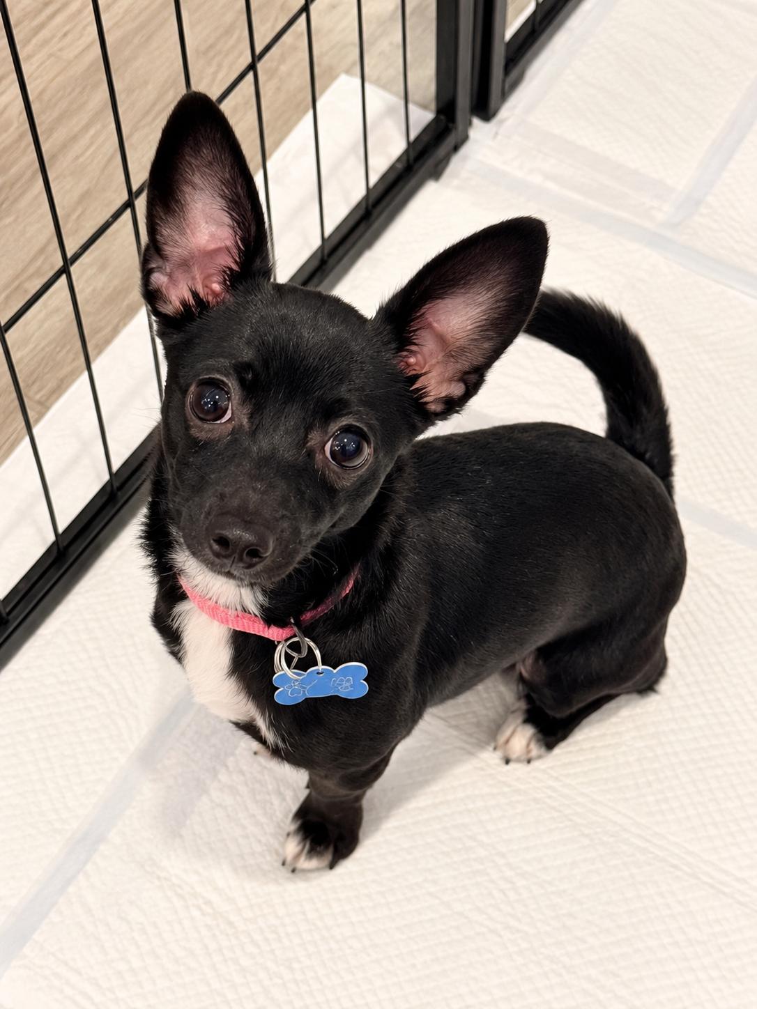 Jazzy, Adoptable, Young Female Chihuahua.