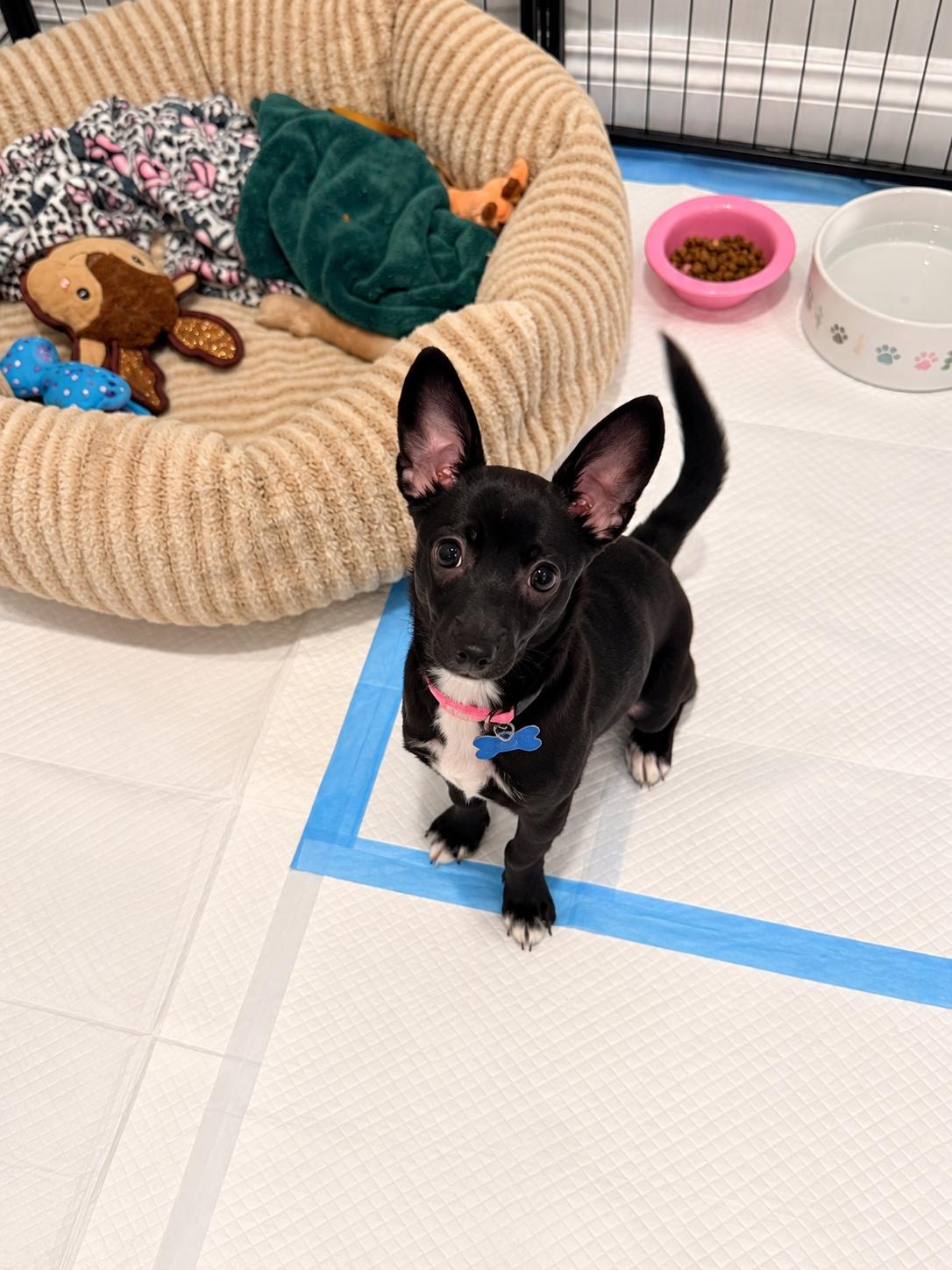 Enlarge Jazzy, a Adoptable Chihuahua in Las Vegas, NV image 2/2