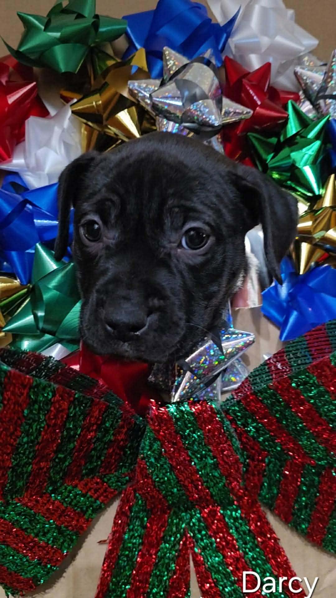 Enlarge Darcy, a Adopted mixed breed in Lincoln Park, NJ image 1/1