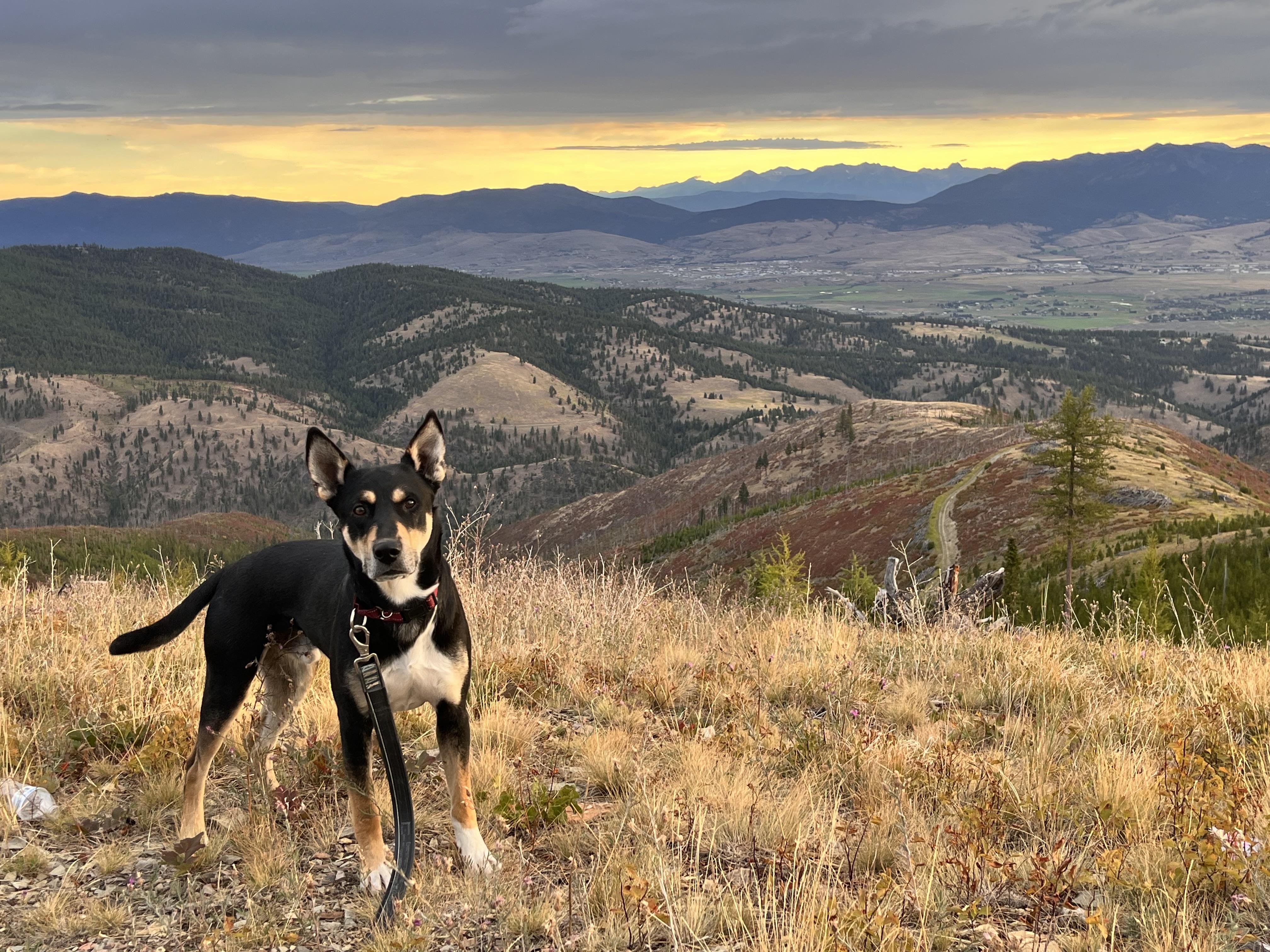 Murphy, an adoptable Doberman Pinscher, German Shepherd Dog in Missoula, MT, 59803 | Photo Image 1