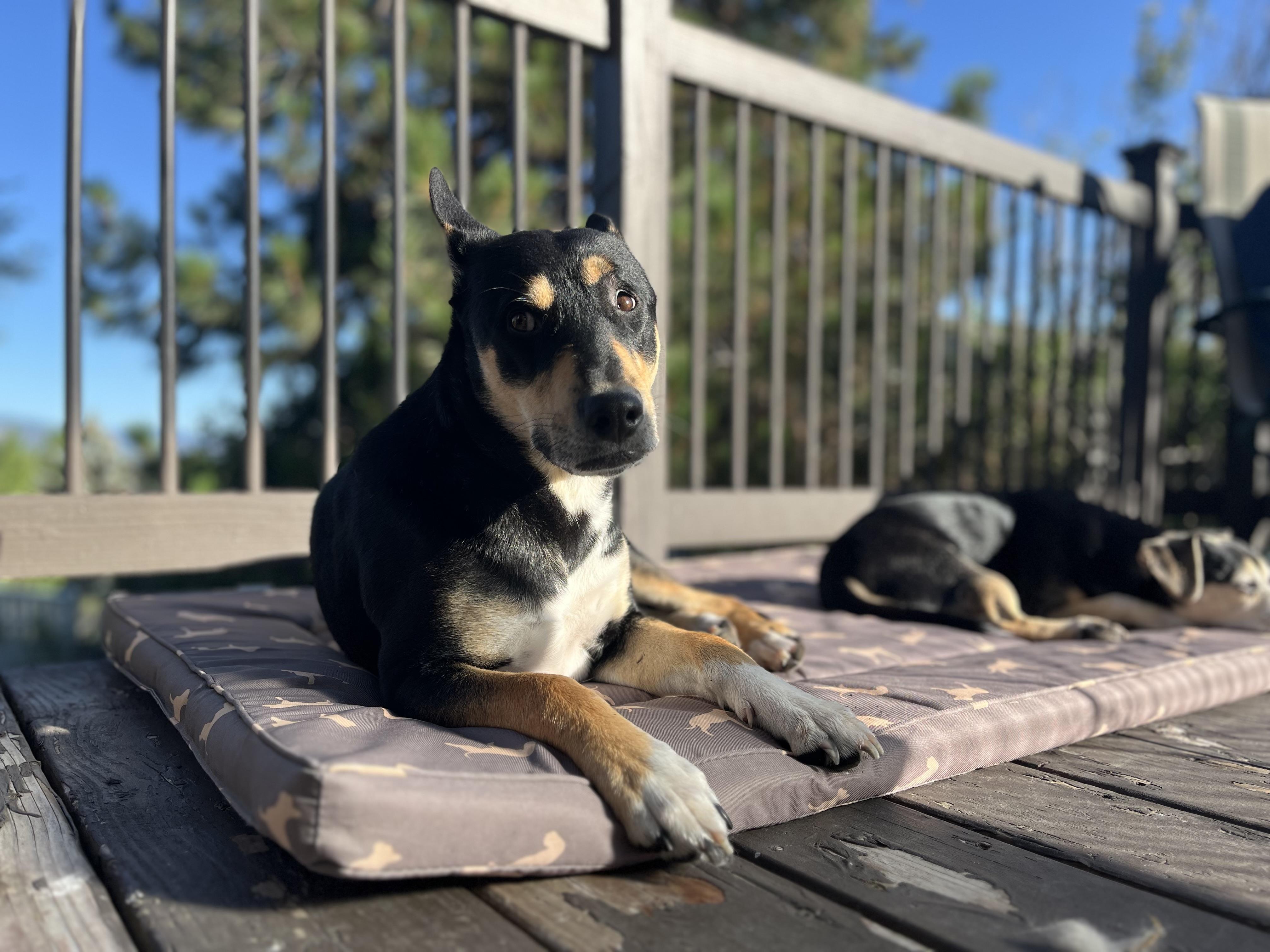 Murphy, an adoptable Doberman Pinscher, German Shepherd Dog in Missoula, MT, 59803 | Photo Image 5