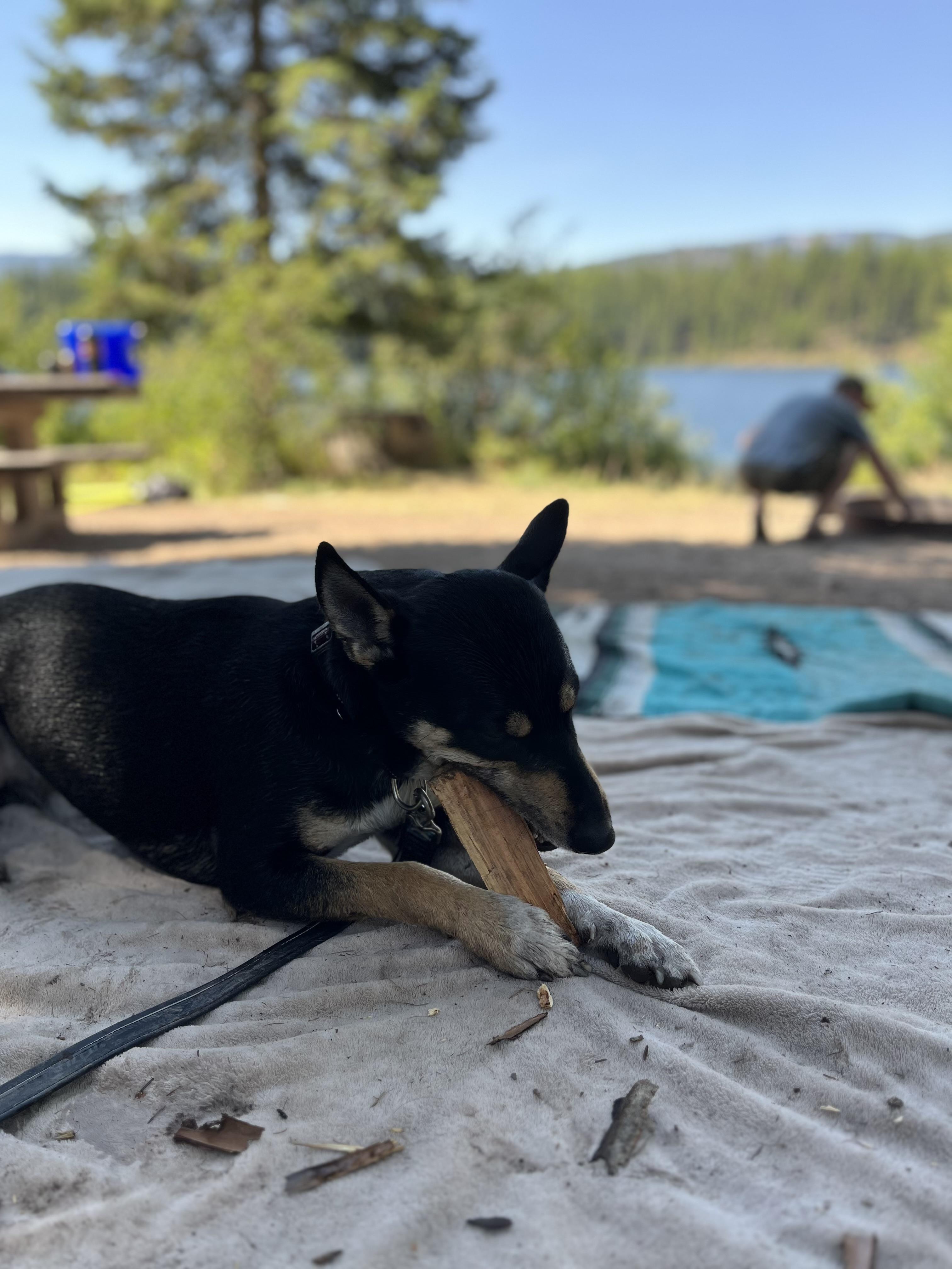 Murphy, an adoptable Doberman Pinscher, German Shepherd Dog in Missoula, MT, 59803 | Photo Image 3