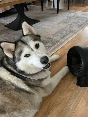 Murphy, an adoptable Doberman Pinscher, German Shepherd Dog in Missoula, MT, 59803 | Photo Image 8