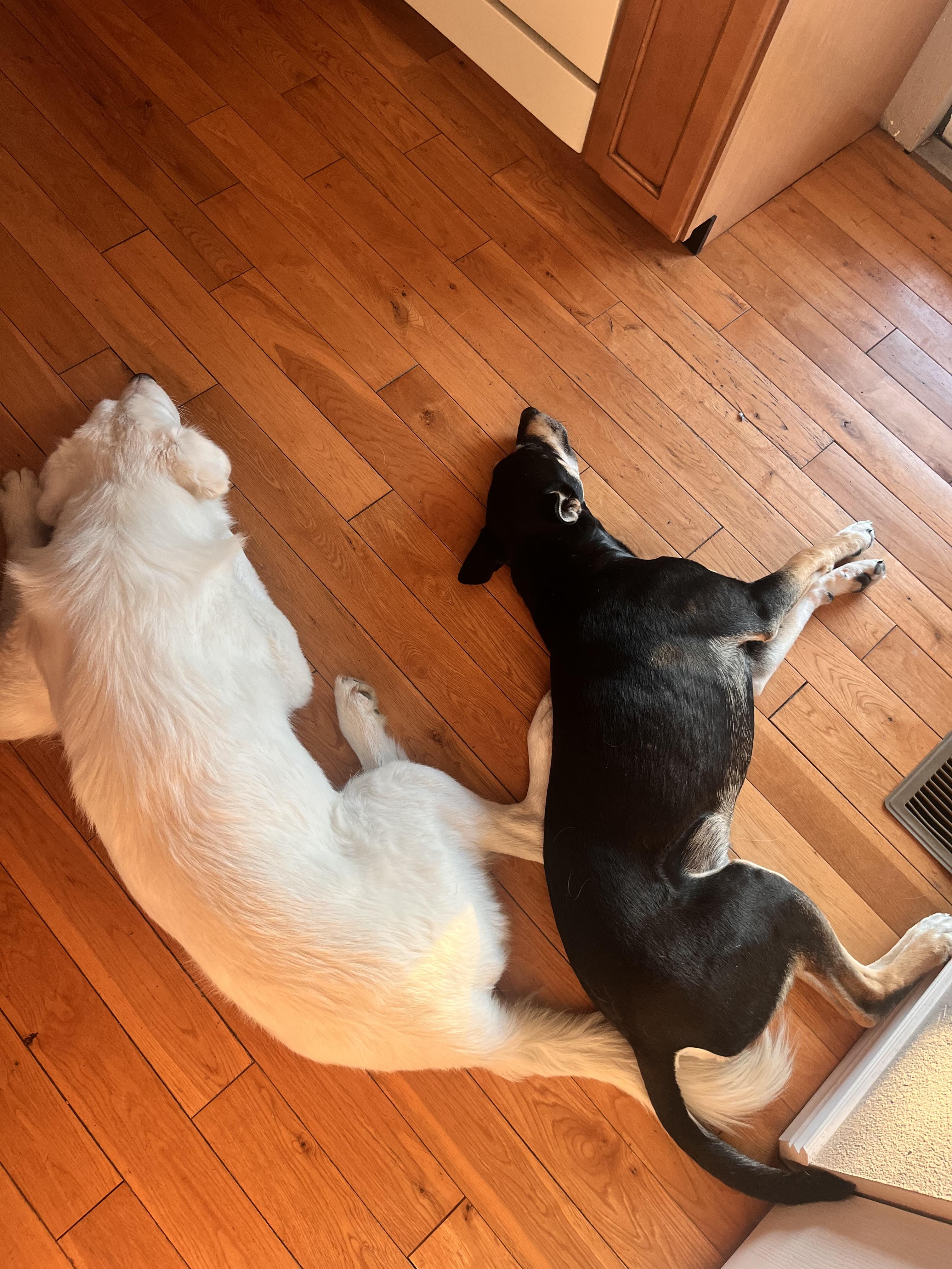 Murphy, an adoptable Doberman Pinscher, German Shepherd Dog in Missoula, MT, 59803 | Photo Image 6