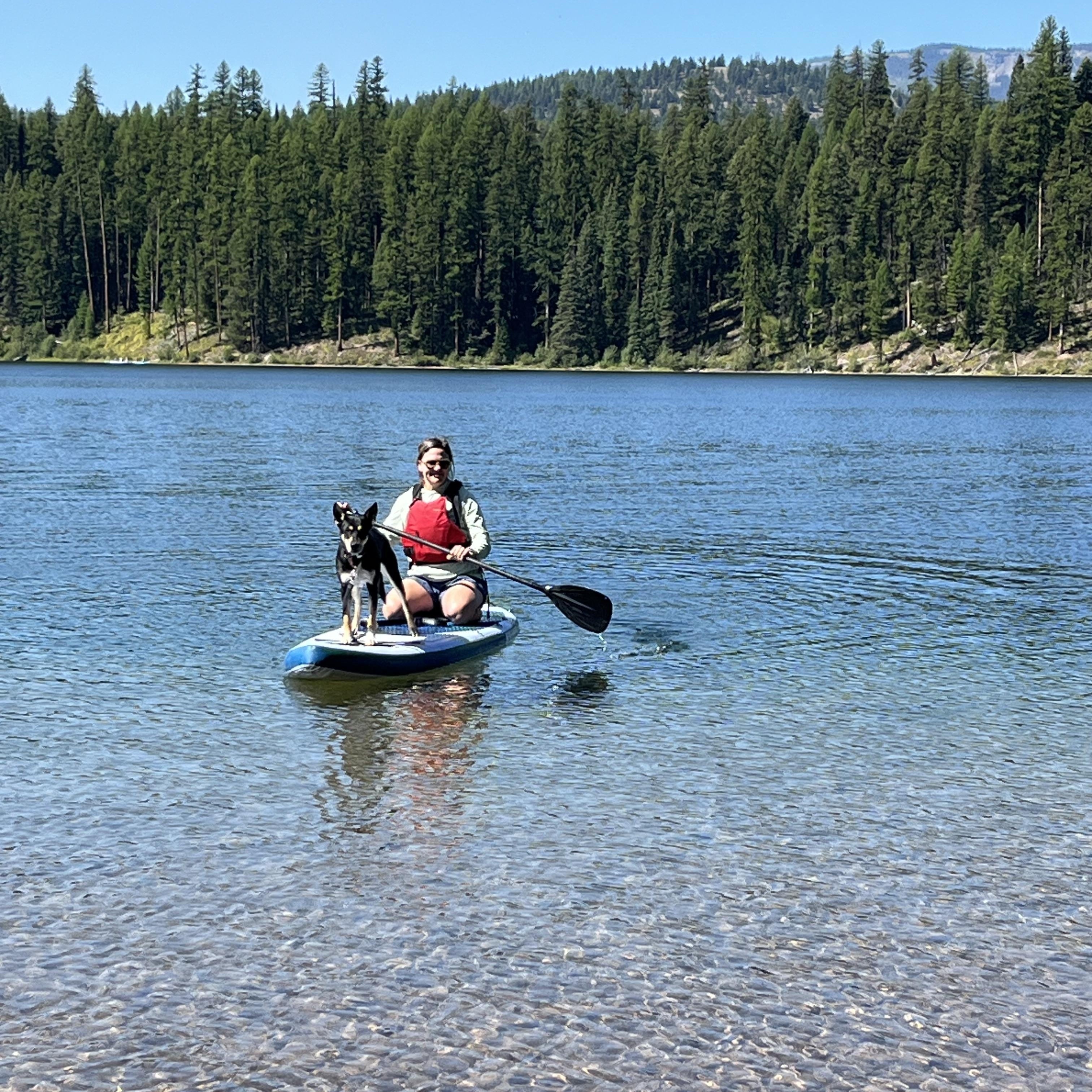 Murphy, an adoptable Doberman Pinscher, German Shepherd Dog in Missoula, MT, 59803 | Photo Image 4