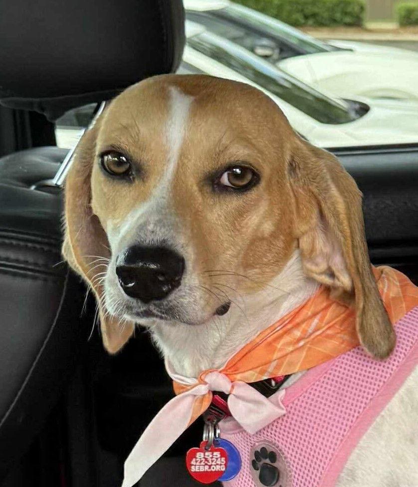 Enlarge Maple II, a Adopted Beagle in Dunnellon, FL image 1/3