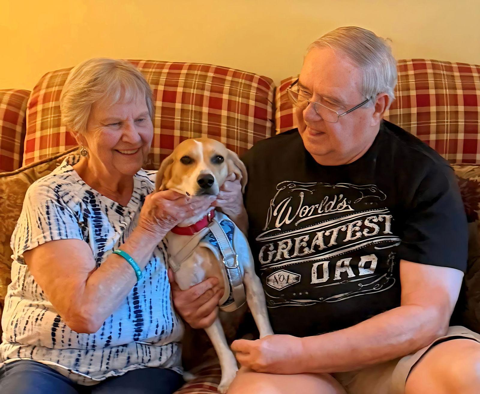 Enlarge Maple II, a Adopted Beagle in Dunnellon, FL image 2/3