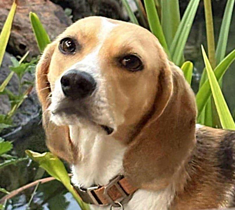 Enlarge Maple II, a Adopted Beagle in Dunnellon, FL image 3/3