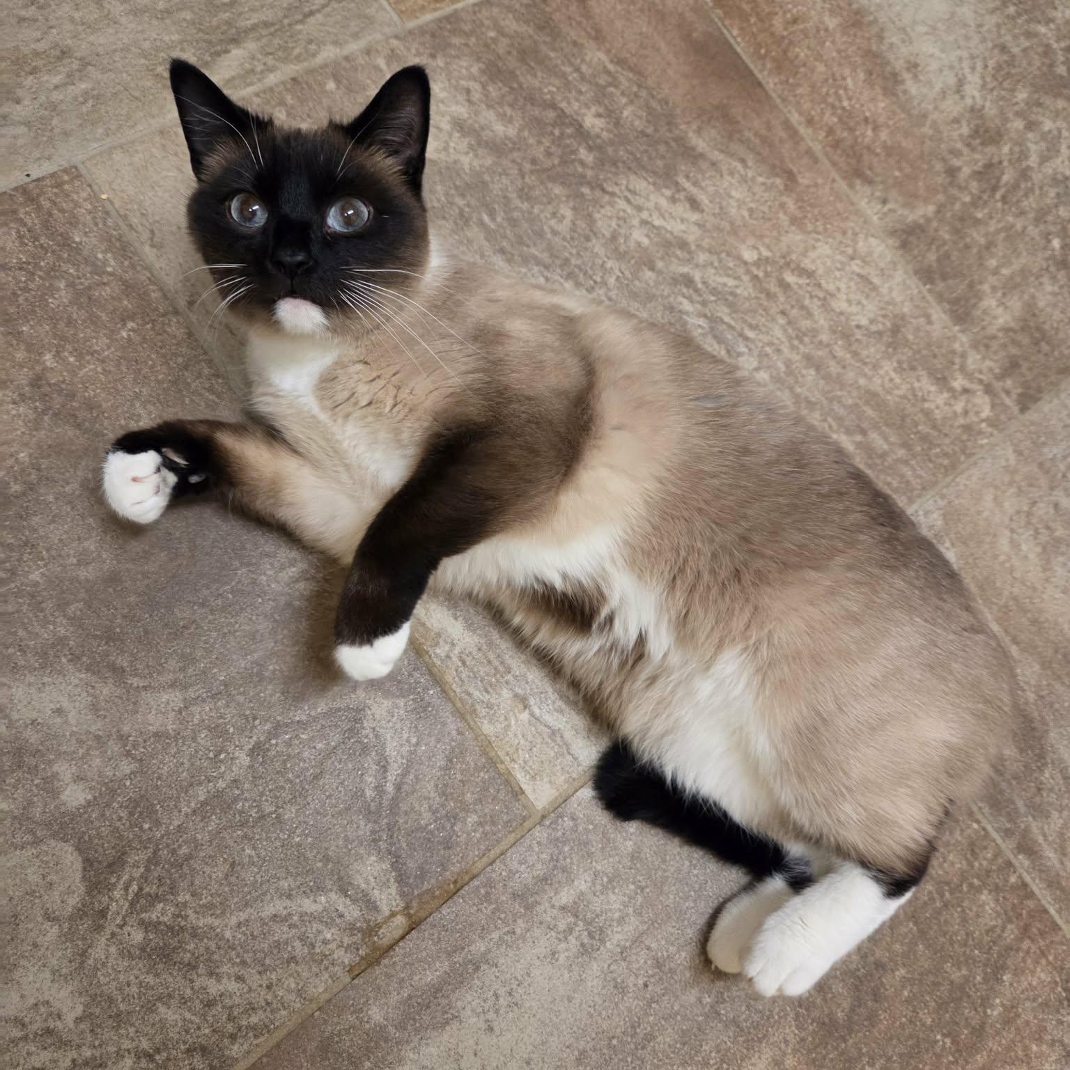 Enlarge Luna Lovegood, a ADOPTABLE Siamese in Lancaster, KY image 3/5