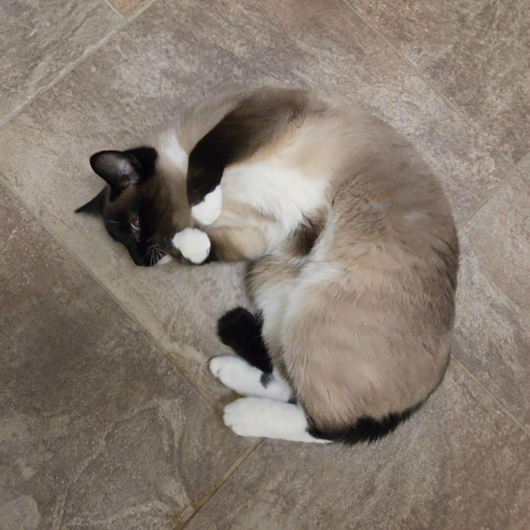 Enlarge Luna Lovegood, a ADOPTABLE Siamese in Lancaster, KY image 4/5