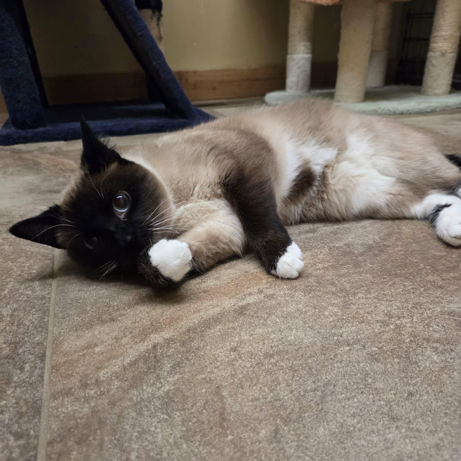 Enlarge Luna Lovegood, a ADOPTABLE Siamese in Lancaster, KY image 2/5