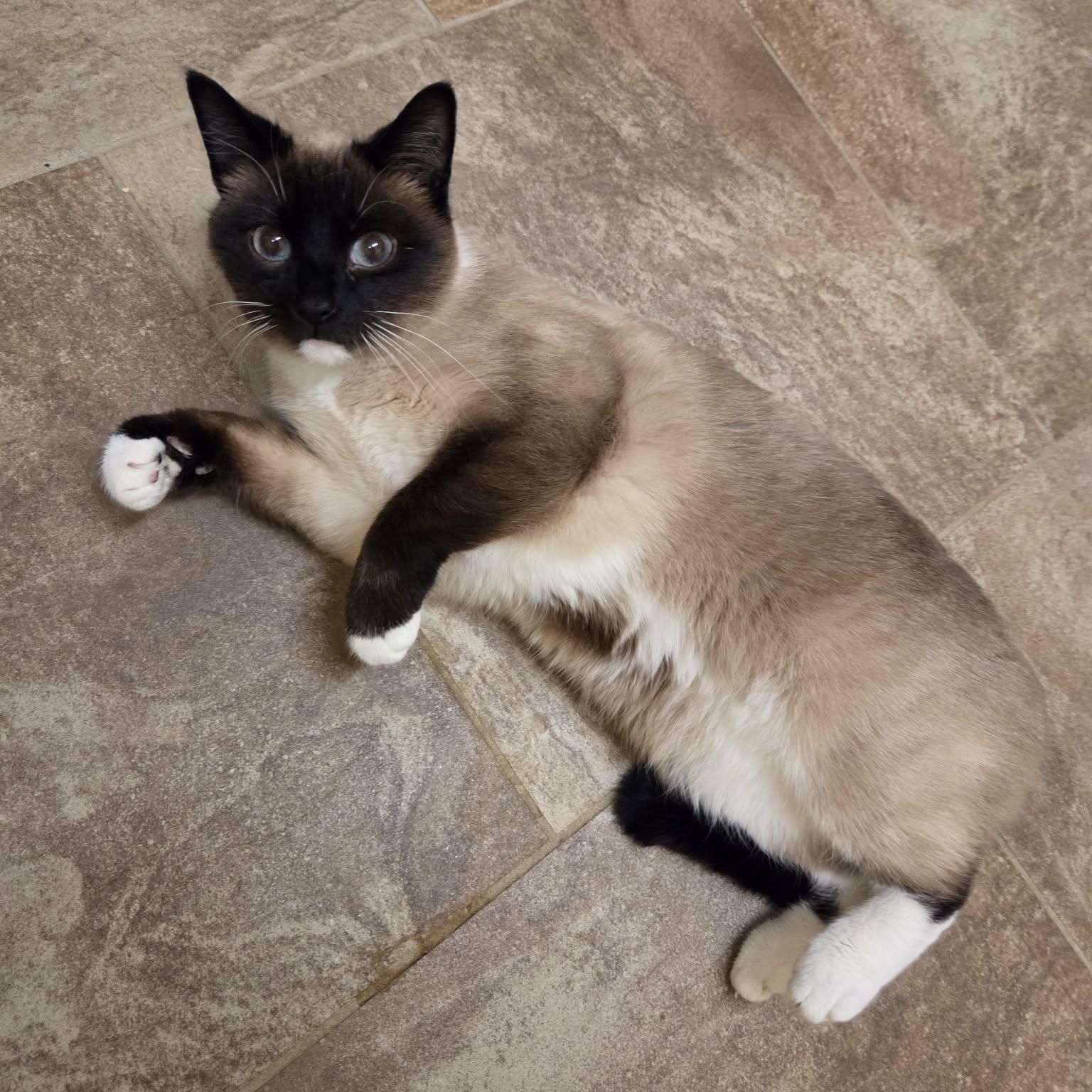 Luna Lovegood, ADOPTABLE, Adult Female Siamese.