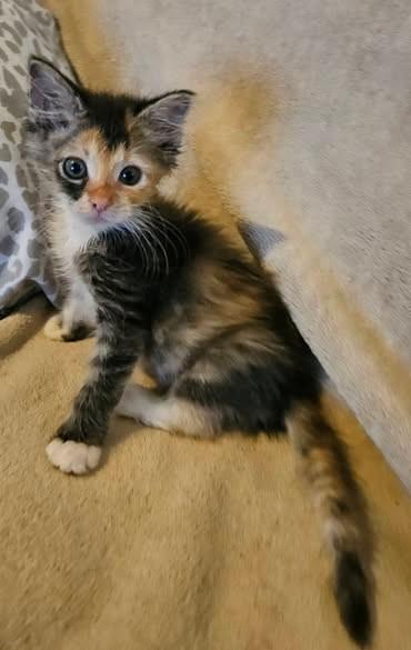 Enlarge Trixie, a Adopted Domestic Short Hair in Chandler, AZ image 4/4