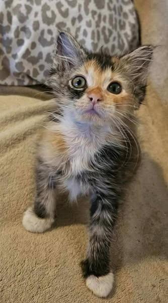 Trixie, Adopted, Kitten Male Domestic Short Hair.