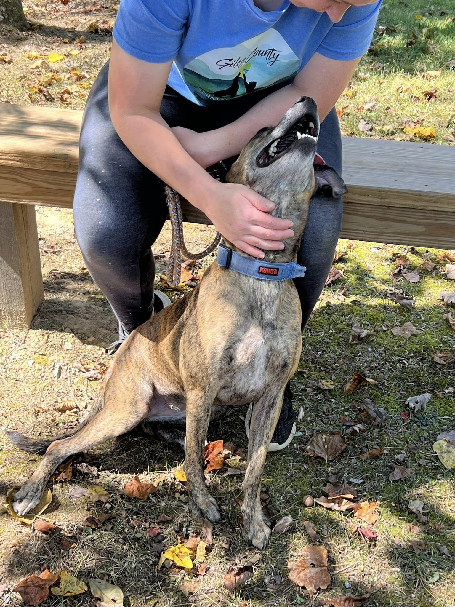 Daisy, a Adoptable Mixed Breed in Pearisburg, VA image 2/6