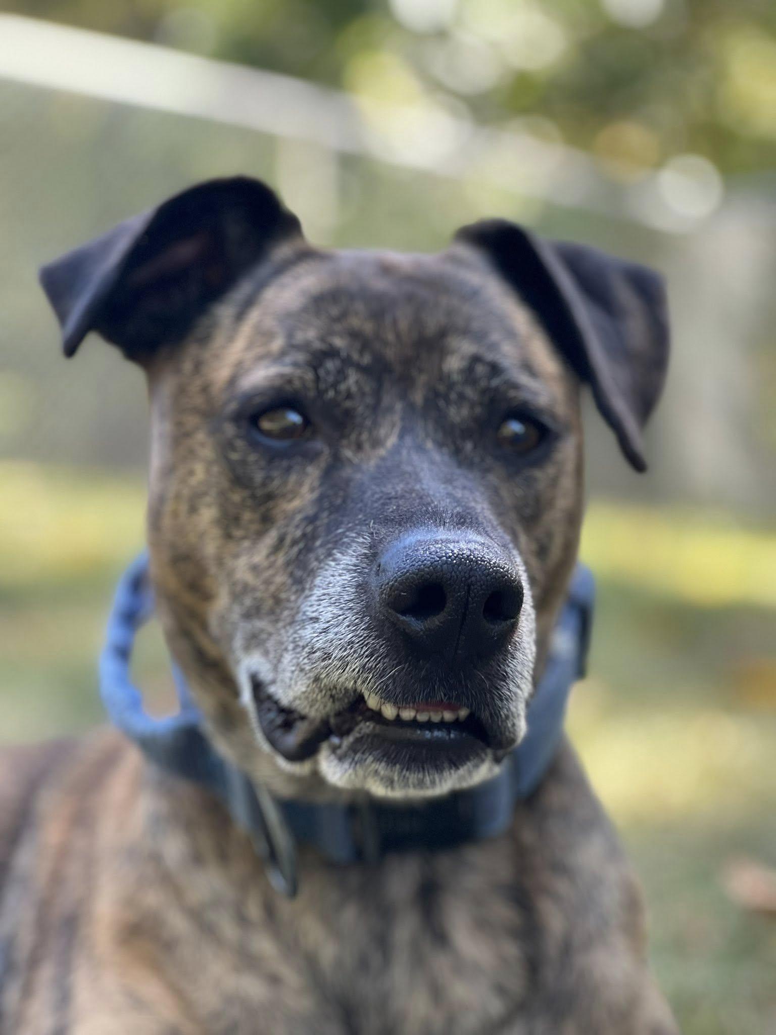 Daisy, a Adoptable Mixed Breed in Pearisburg, VA image 3/6