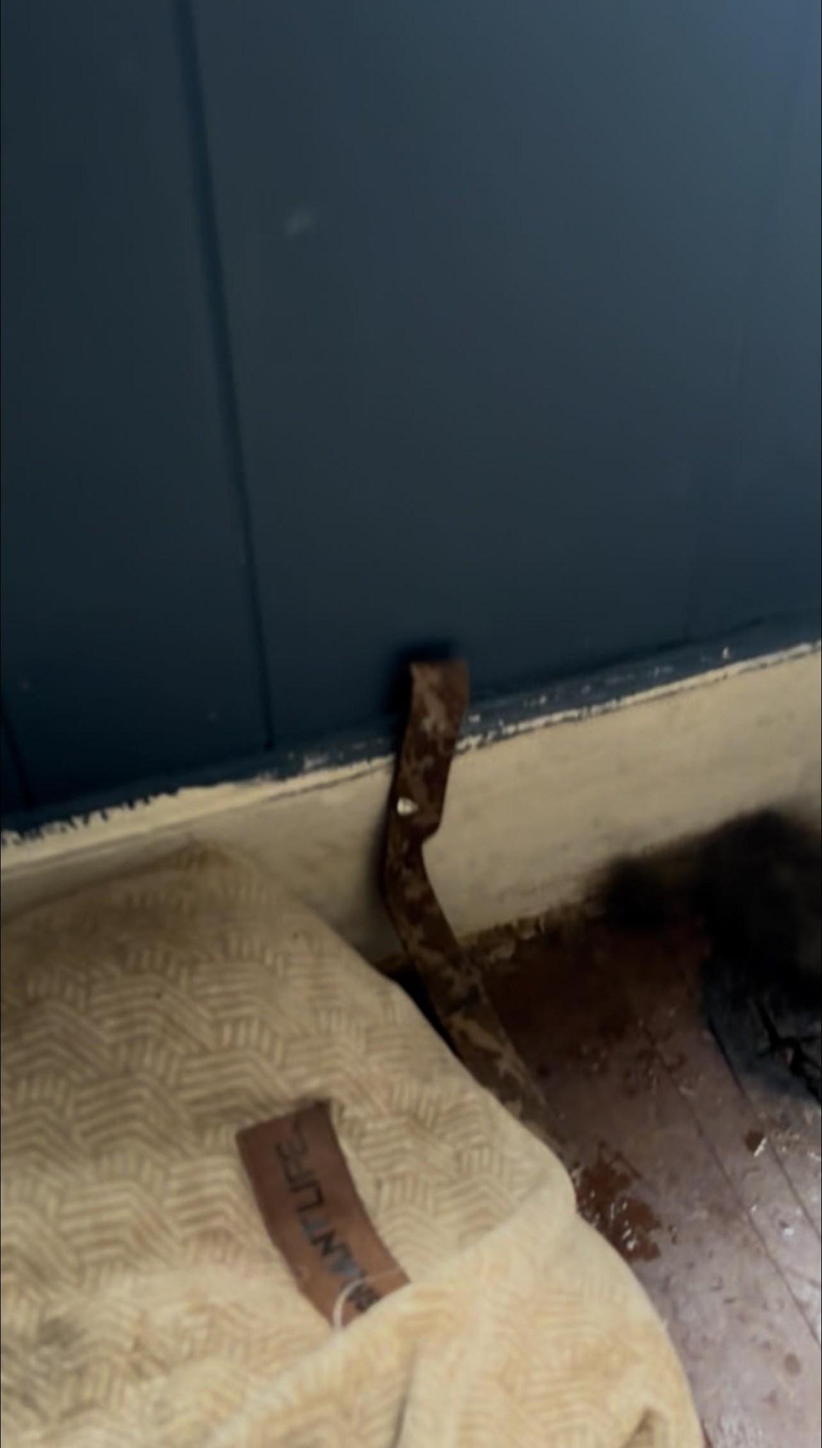 Daisy, a Adoptable Mixed Breed in Pearisburg, VA image 4/6