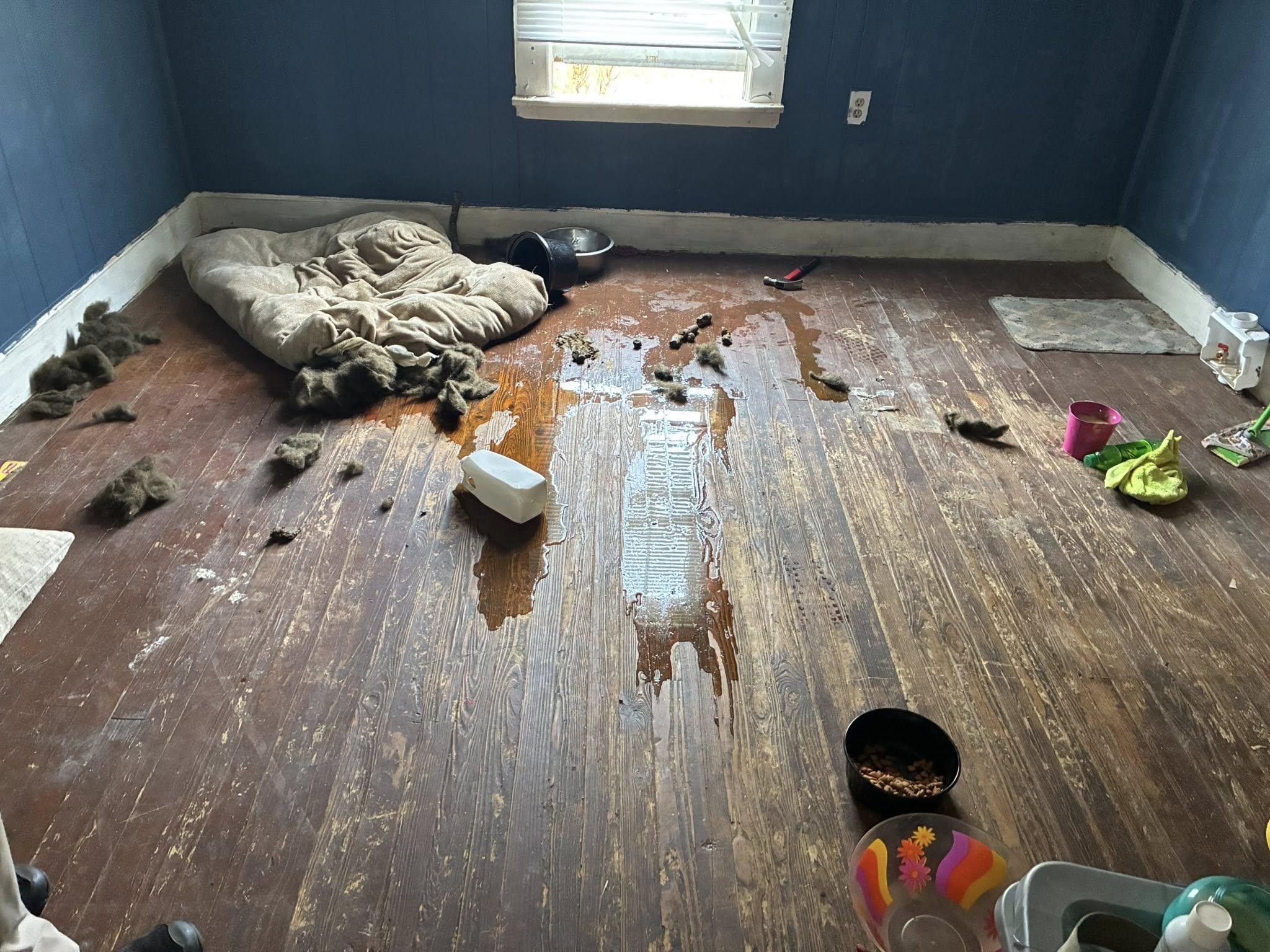 Daisy, a Adoptable Mixed Breed in Pearisburg, VA image 5/6