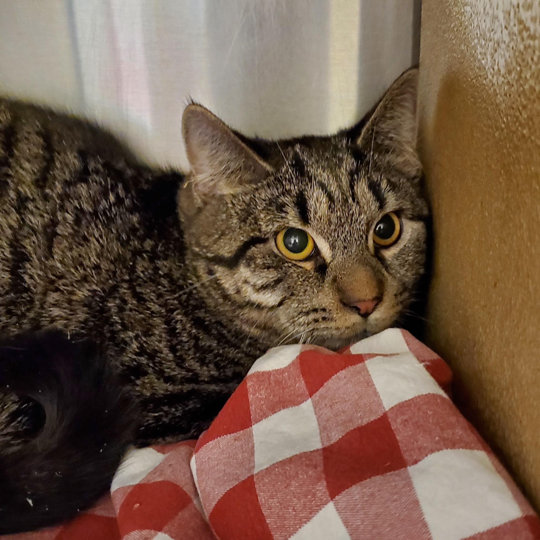 Carla, ADOPTABLE, Young Female Tabby.
