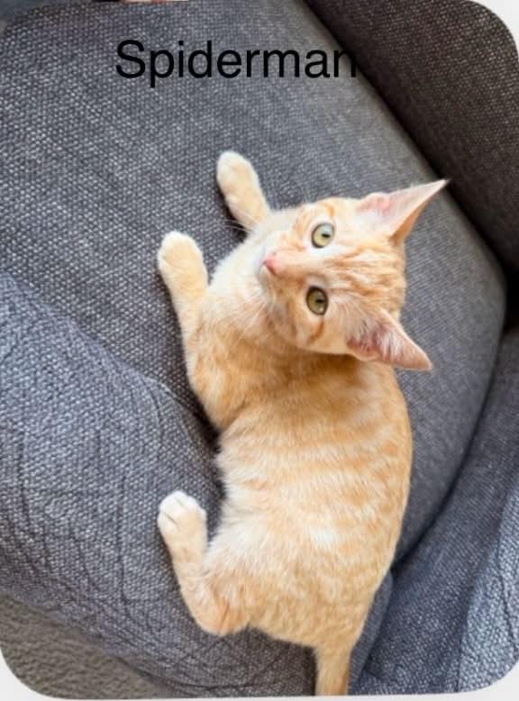 Enlarge Spiderman, a Adoptable Tabby in Livonia, MI image 1/2