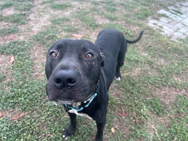 Enlarge CHLOE, a Adoptable American Staffordshire Terrier in Ocala, FL image 1/1