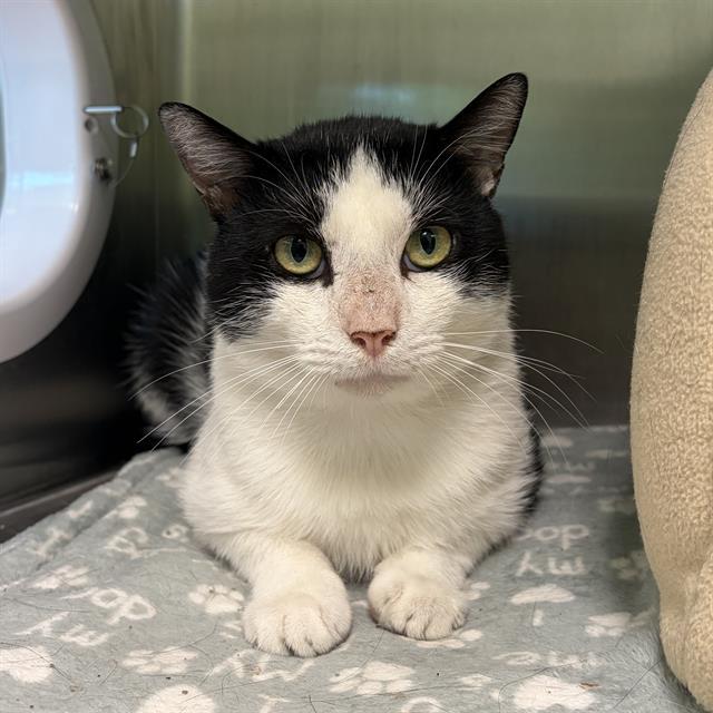 SPIKE, Adoptable, Adult Male Domestic Short Hair.