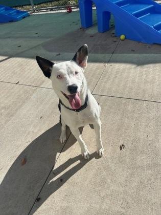 Luna, Adoptable, Young Female Mixed Breed.