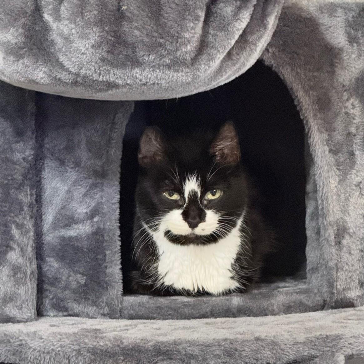 Shibby, an adopted Tuxedo in Allen, TX image 4/6