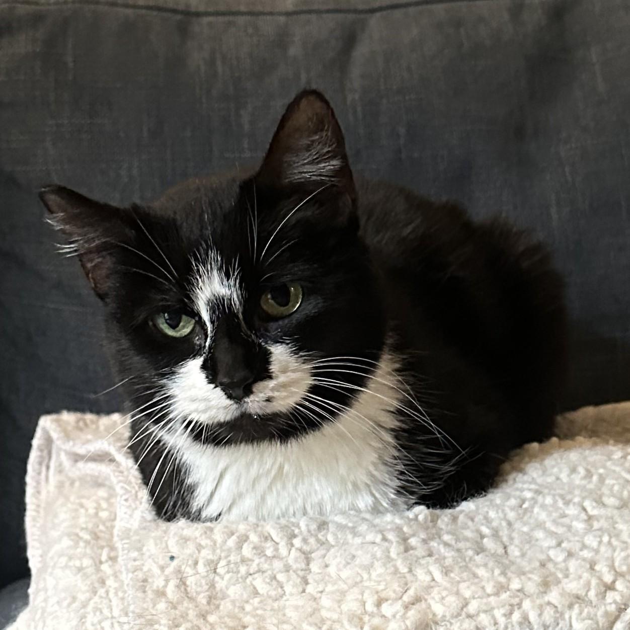 Shibby, an adopted Tuxedo in Allen, TX image 2/6