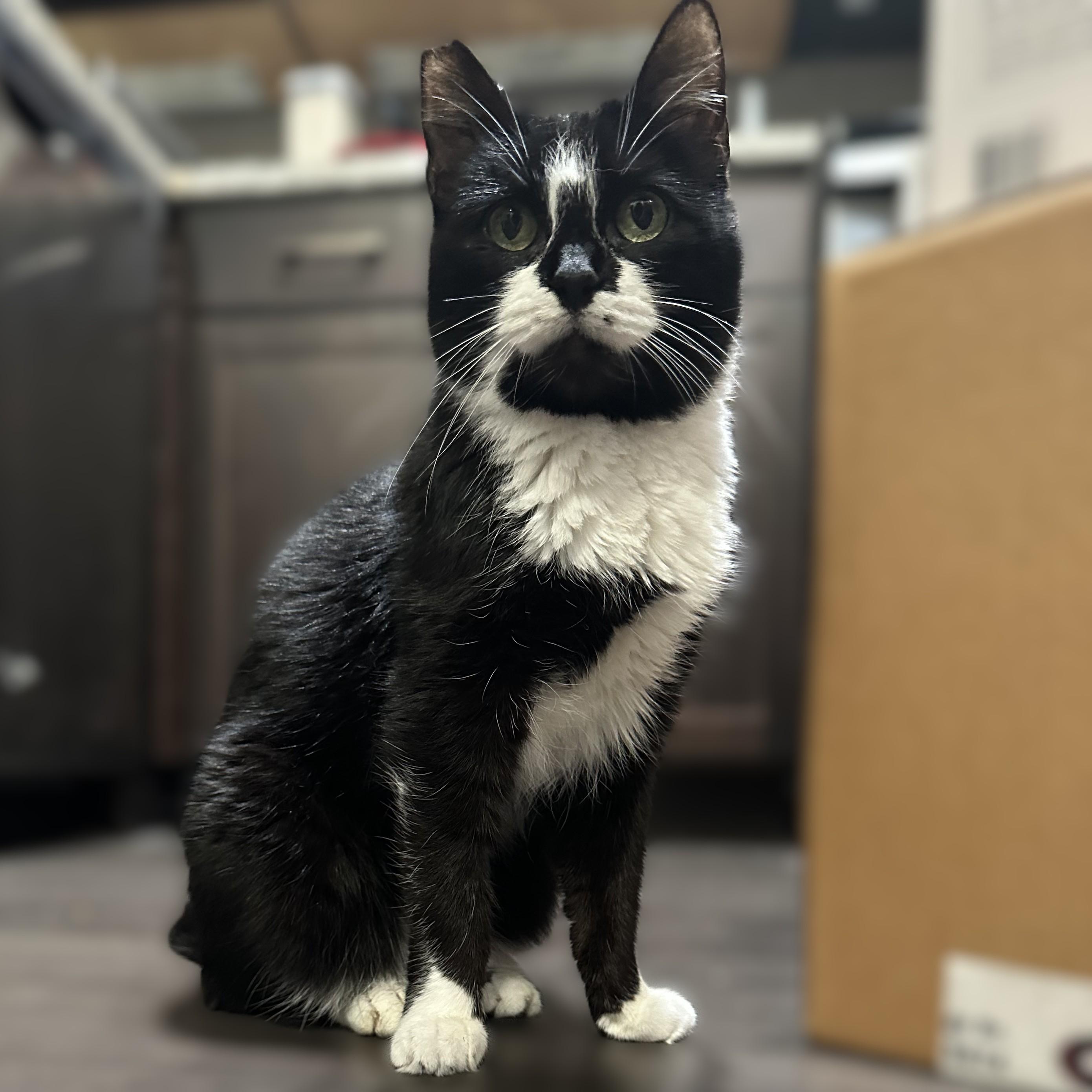 Shibby, adopted, Senior Female Tuxedo.
