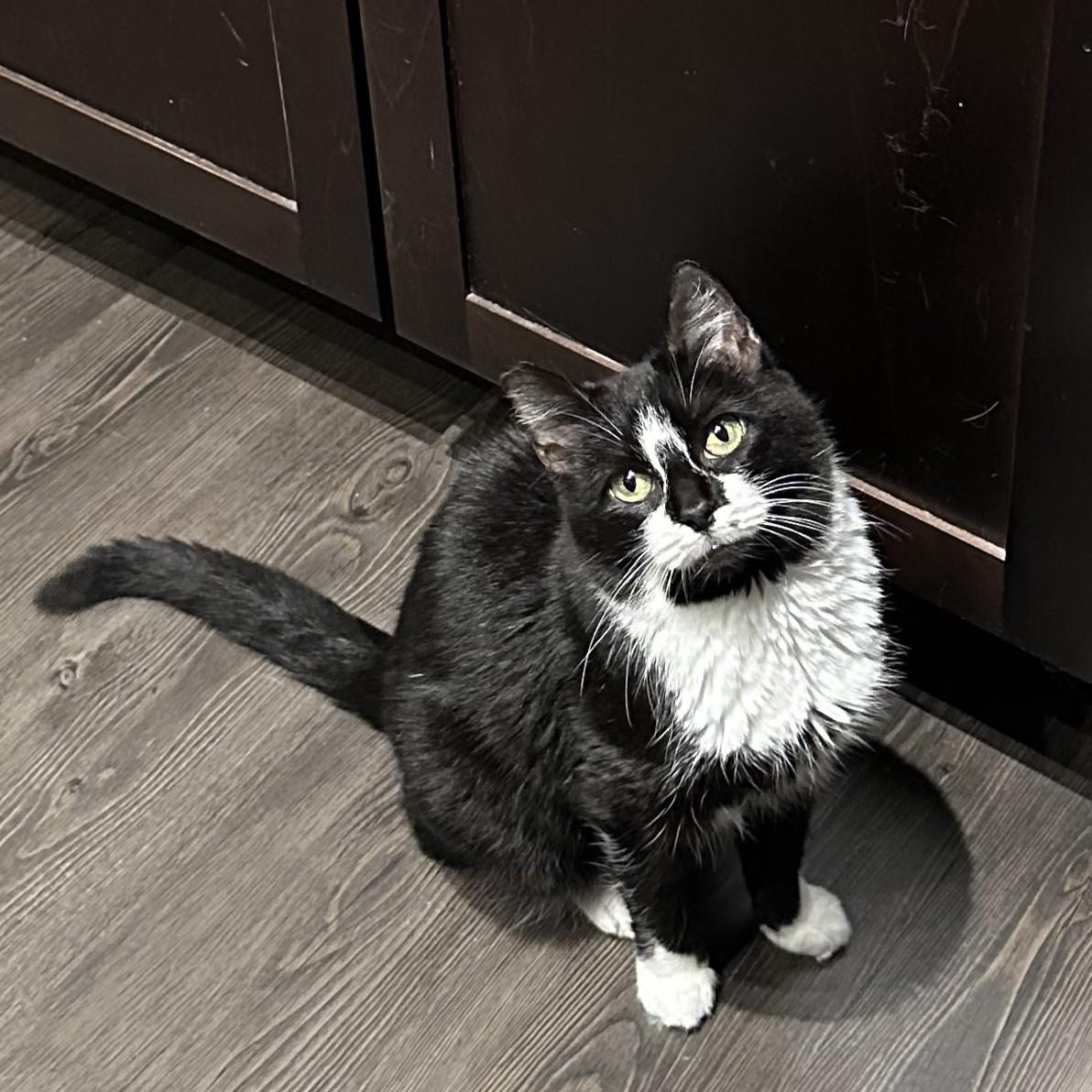 Shibby, an adopted Tuxedo in Allen, TX image 6/6