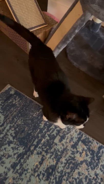 Enlarge Shibby, an adopted Tuxedo in Allen, TX video 5/6