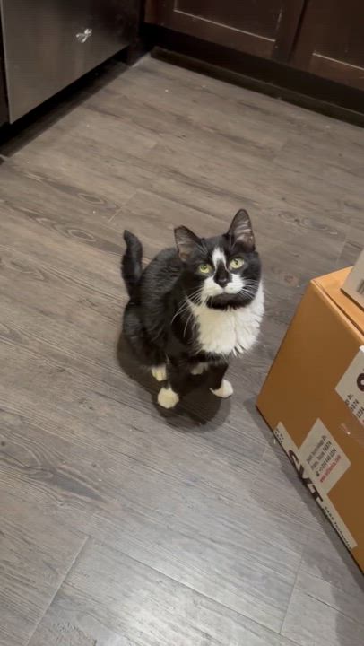 Enlarge Shibby, an adopted Tuxedo in Allen, TX video 3/6