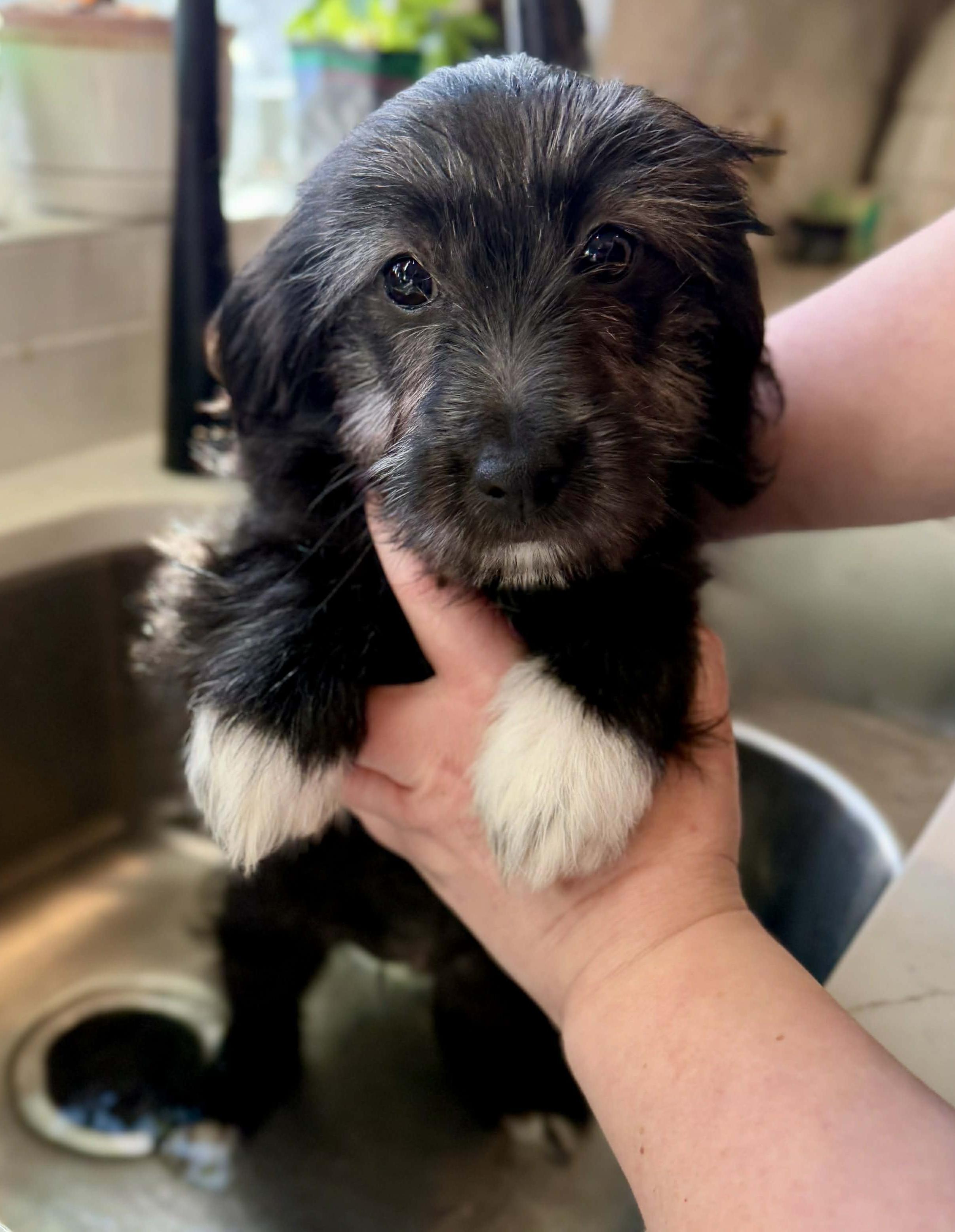 Enlarge Mochi (Frozen Dessert litter), an adoptable mixed breed in Silvana, WA image 2/5