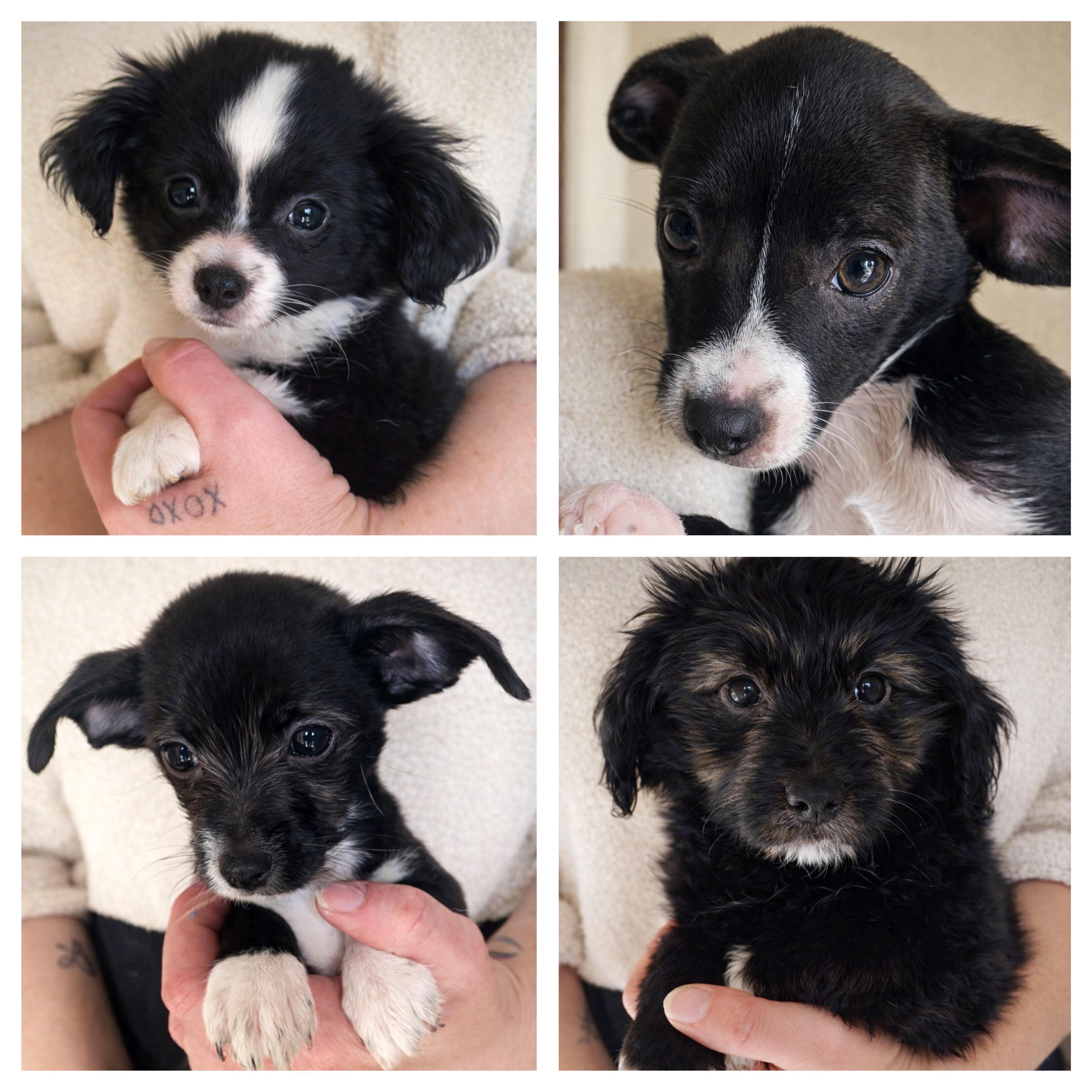 Enlarge Mochi (Frozen Dessert litter), an adoptable mixed breed in Silvana, WA image 4/5