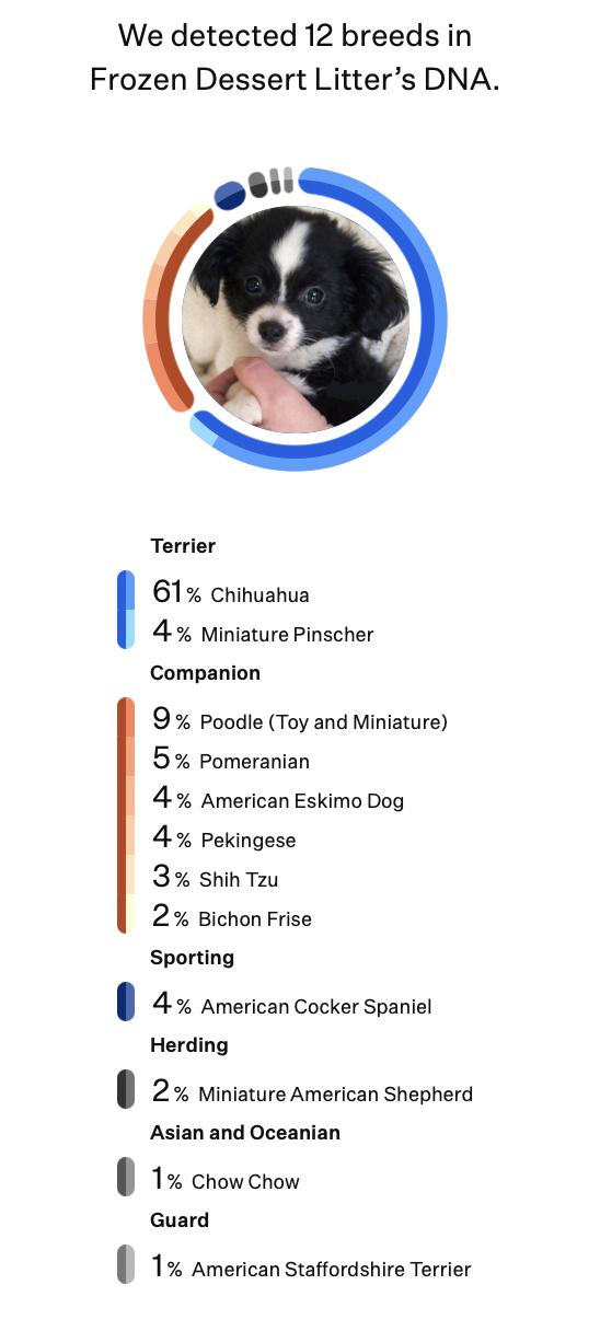 Enlarge Mochi (Frozen Dessert litter), an adoptable mixed breed in Silvana, WA image 3/5