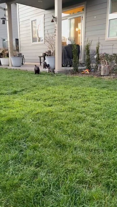 Enlarge Mochi (Frozen Dessert litter), an adoptable mixed breed in Silvana, WA video 5/5