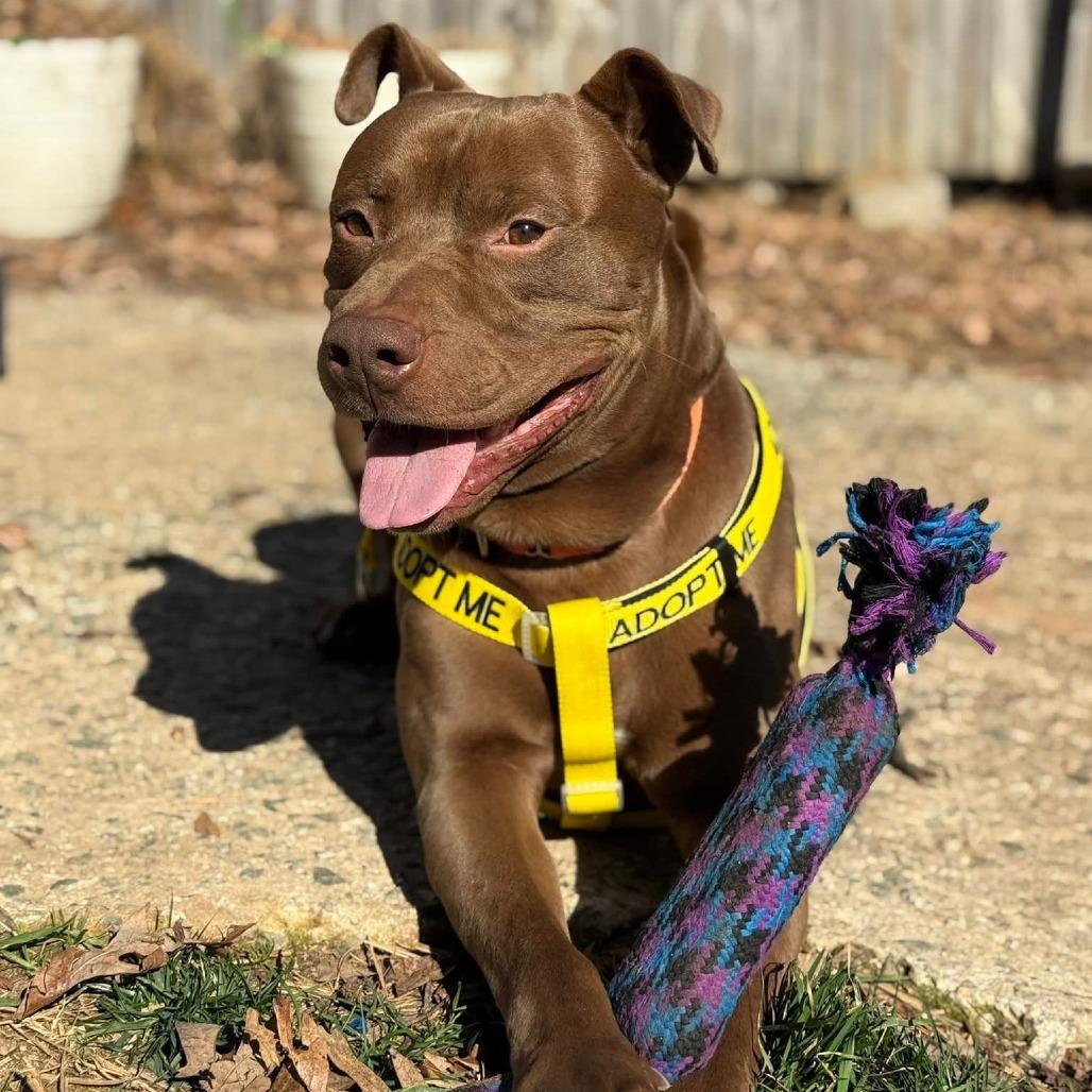 Felix, Adoptable, Adult Male Chocolate Labrador Retriever & Pit Bull Terrier.