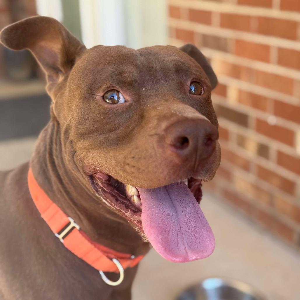 Felix, Adoptable, Adult Male Chocolate Labrador Retriever & Pit Bull Terrier.