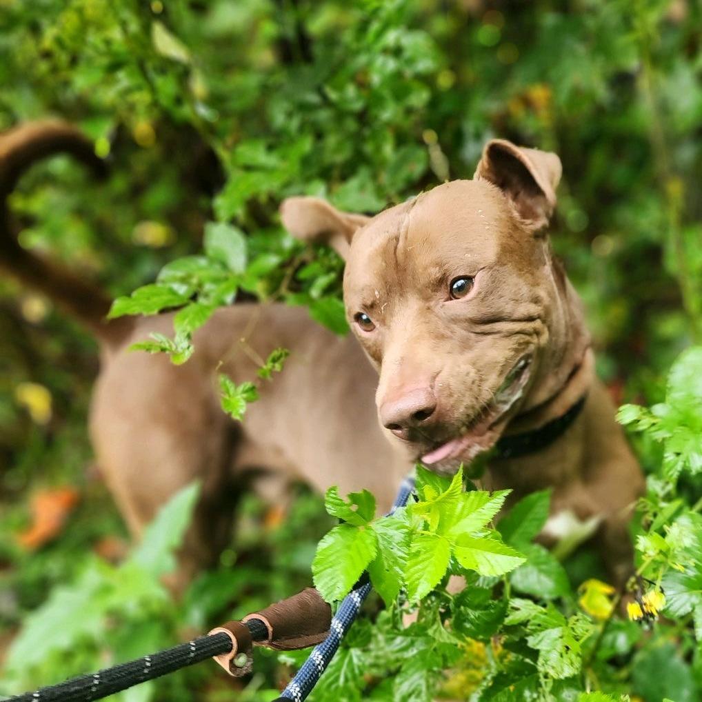 Enlarge Felix, a Adoptable mixed breed in Greensboro, NC image 2/6