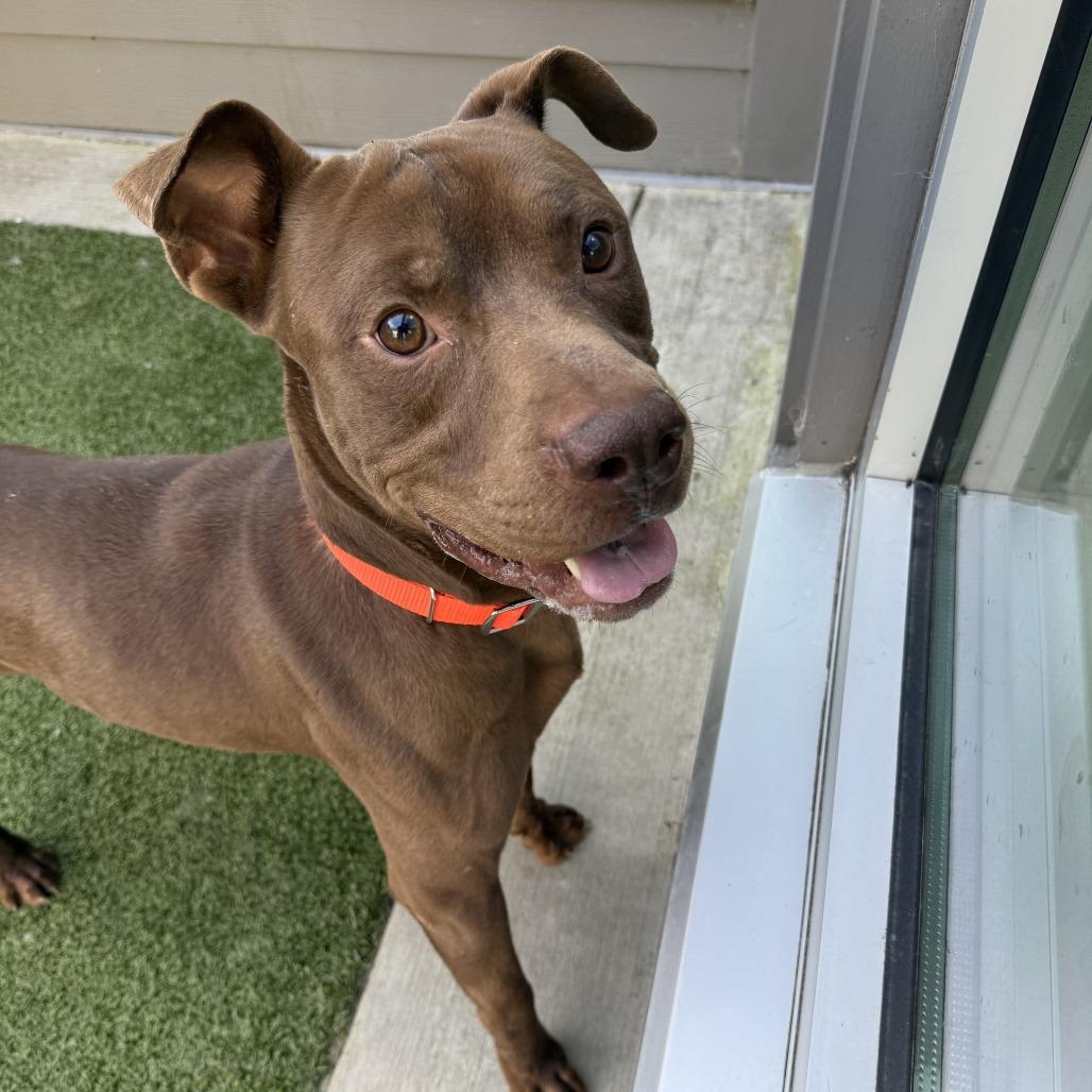 Enlarge Felix, a Adoptable mixed breed in Greensboro, NC image 3/6