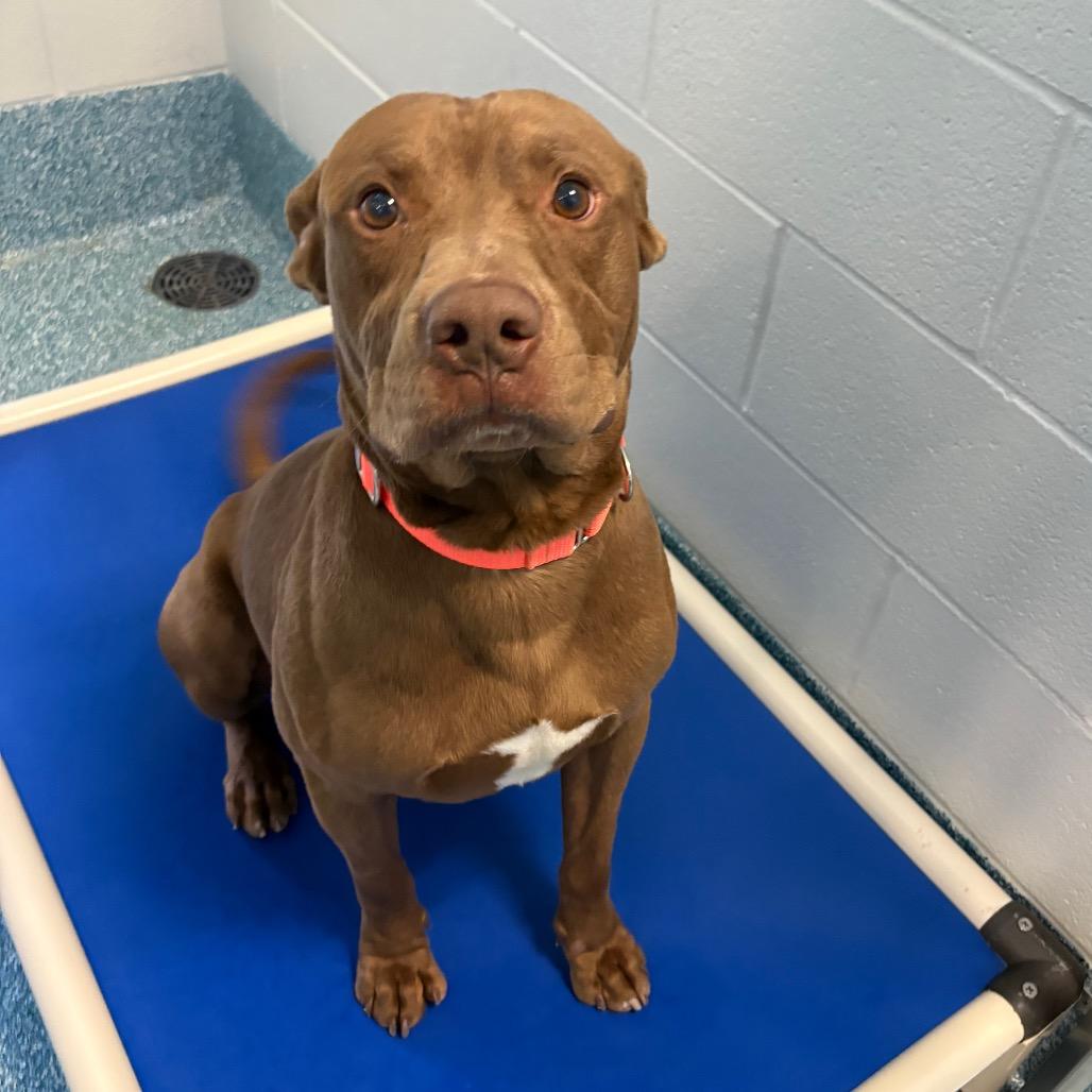 Enlarge Felix, a Adoptable mixed breed in Greensboro, NC image 4/6