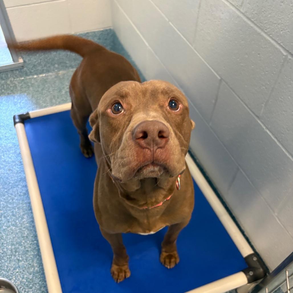 Enlarge Felix, a Adoptable mixed breed in Greensboro, NC image 5/6