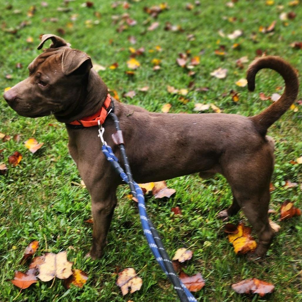 Enlarge Felix, a Adoptable mixed breed in Greensboro, NC image 6/6