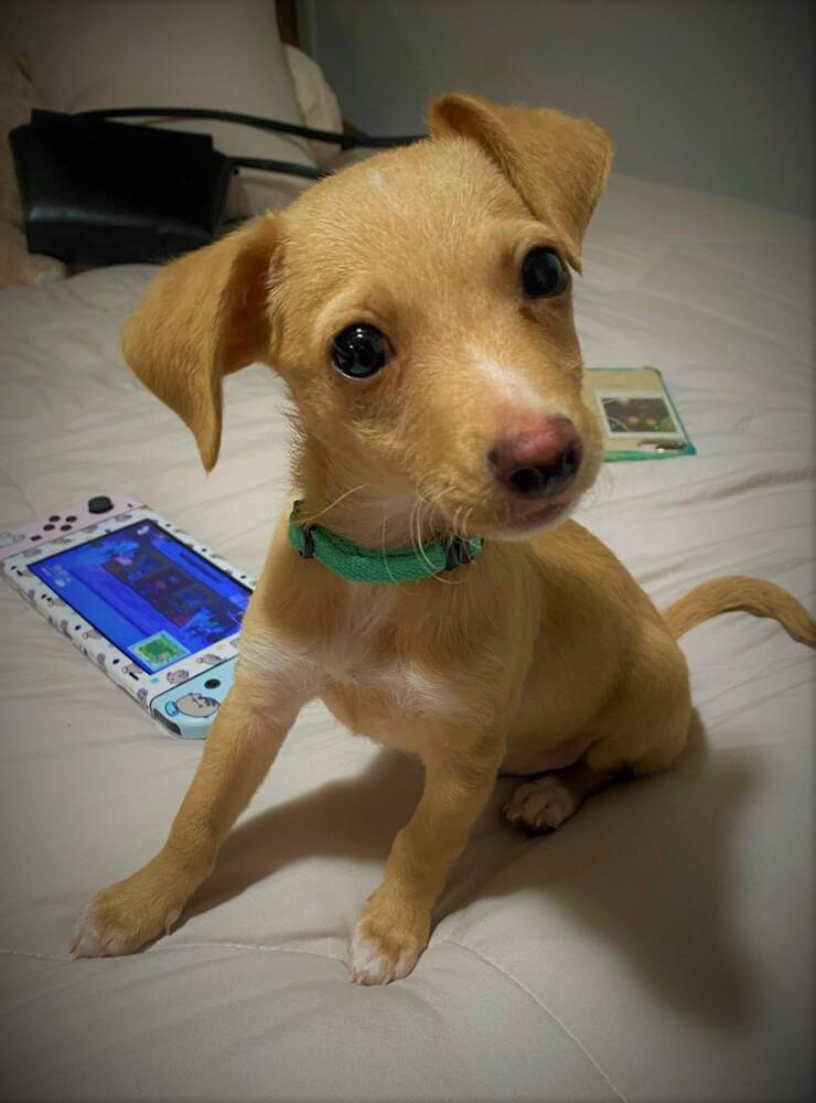 Captain, Adopted, Puppy Male Terrier & Dachshund.